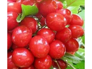 Сорт черешни Голубушка