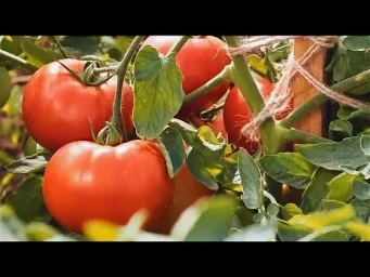 Сорт томата Кристиан (F1) 1