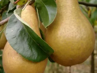 Сорт груши Бере Боск (Бере Александр)