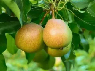 Сорт груши Бергамот Дагестана