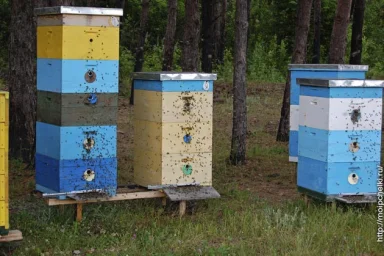 Рапс Рапс
