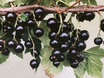 Сорт смородины черной Агролесовская 0
