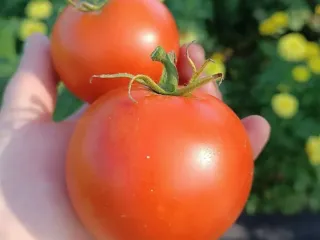 Сорт томата Ранняя пташка