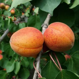 Сорт абрикоса Алёша 0
