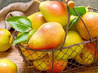 Сорт груши Банкетная (Яблоня)