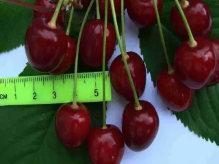 Сорт черешни Краса Жукова