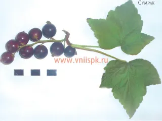 Сорт смородины черной Сумрак