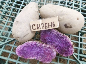 Сорт картофеля Сирень 1