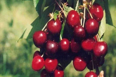 Сорт черешни Призерка 0