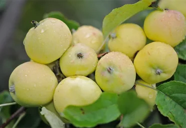 Сорт яблони Китайка золотая ранняя 1