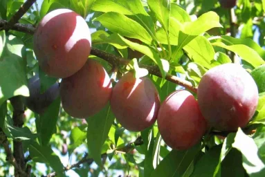 Сорт сливы китайской Красивая Веча 0