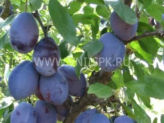Сорт сливы домашней Стенлей (Стенли)