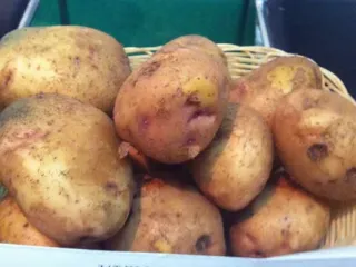 Сорт картофеля Луговской