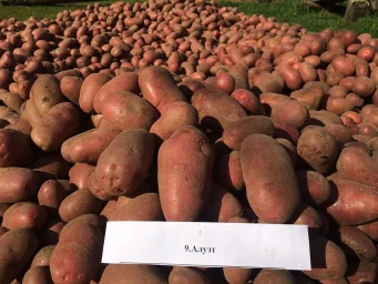 Сорт картофеля Алуэт 1