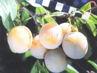 Сорт сливы домашней Светлячок
