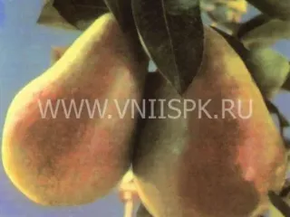 Сорт груши Бере Ранняя Мореттини (Бере Прекос Мореттини)
