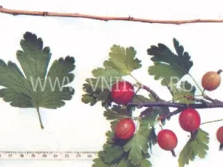 Сорт крыжовника Серафим