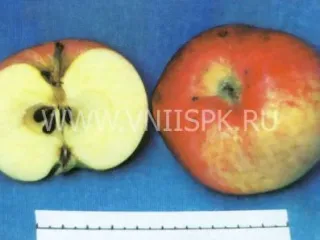 Сорт яблони Совхозное