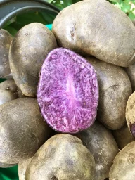Сорт картофеля Майами 0