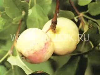 Сорт яблони Раннее Болоняева