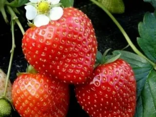 Сорт клубники Флорина