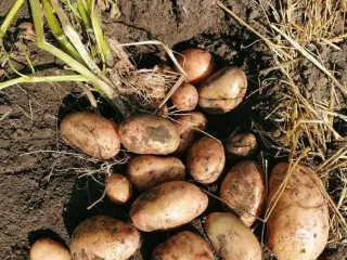 Сорт картофеля Лапоть
