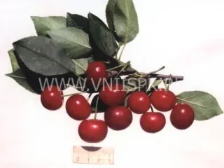 Сорт вишни Игрушка