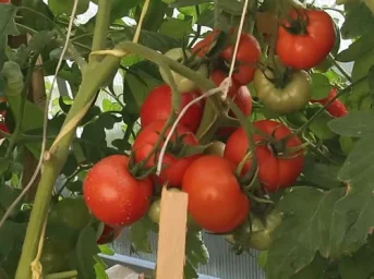 Сорт томата Лирика (F1) 0