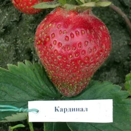 Сорт клубники Кардинал 0
