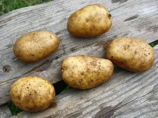 Сорт картофеля Удача