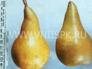 Сорт груши Черноморская Янтарная