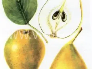 Сорт груши Сен-Жермен