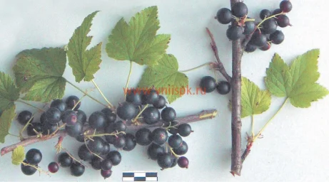 Сорт смородины черной Надина 0