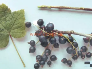 Сорт смородины черной Памяти Кындыла