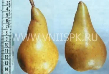 Сорт груши Черноморская Янтарная 0