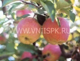Сорт яблони Делишес (Превосходное) 0