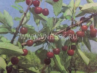 Сорт вишни Нефрис