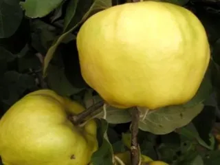 Сорт айвы Сказочная (Айва)