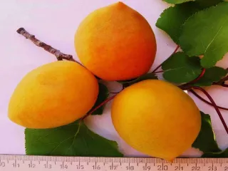 Сорт абрикоса Ялтинец