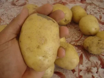 Сорт картофеля Агата 2