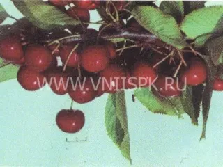 Сорт черешни Романтика (Черешня)