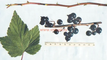 Сорт смородины черной Александрина 0