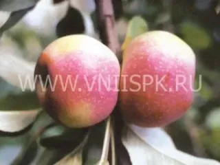 Сорт яблони Восход Кубани