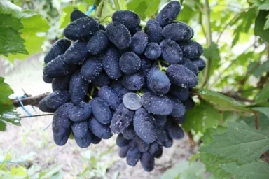 Сорт винограда Алвика 0