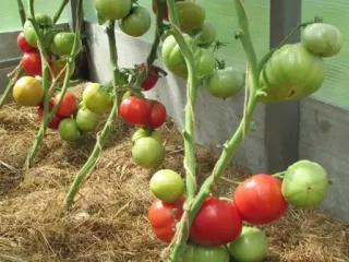 Сорт томата Бренди розовый