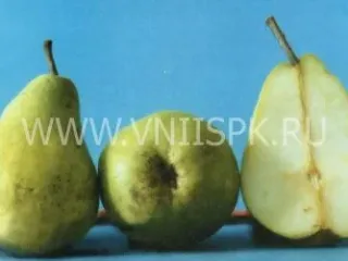 Сорт груши Люберская (Любкард)