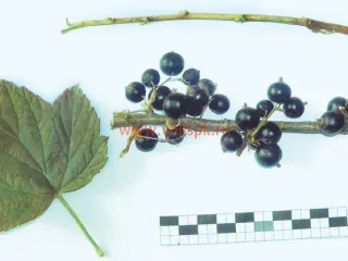 Сорт смородины черной Амгунь