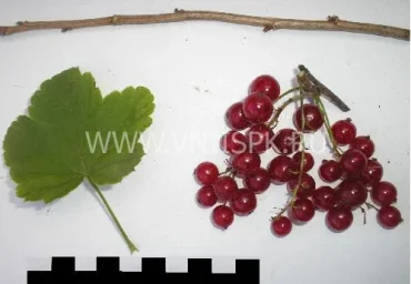 Сорт смородины красной Розита 0
