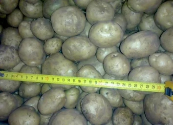 Сорт картофеля Елизавета 0