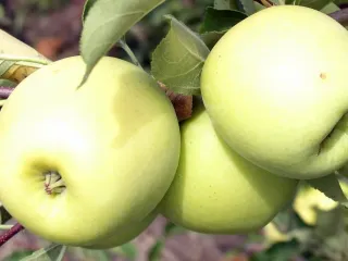 Сорт яблони Золотое Летнее
